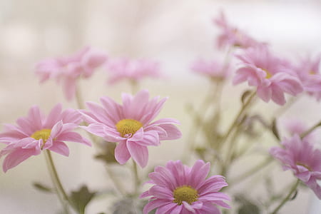 tilt shift photo of pink daisy thumbnail