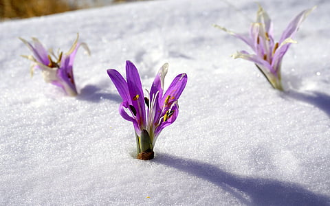 three purple flowers on snow thumbnail