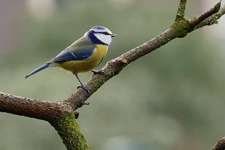 blue jay on wood branch thumbnail