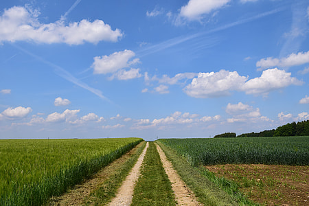 green grass field thumbnail