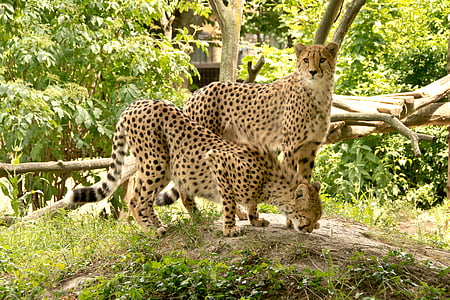 two cheetahs on soil with grass thumbnail