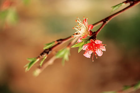 selective focus photography of pink cherry blossoms thumbnail