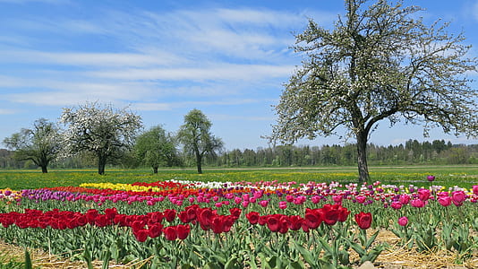 flower field near tree thumbnail
