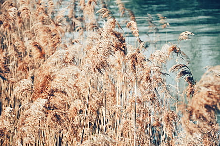 Photo Od Brown Dry Leafs thumbnail