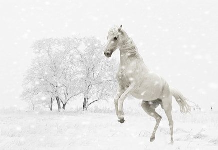rearing white horse with white bare tree background thumbnail