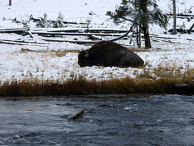 Resting Buffalo near the river at Yellowstone National Park, Wyoming thumbnail