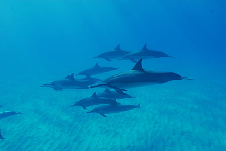 underwater photograph of blue dolphins thumbnail