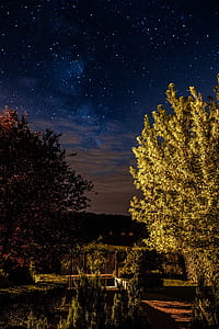 A trees under the starry sky thumbnail