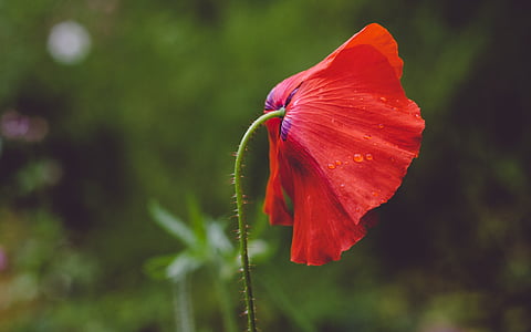 red poppy flower in bloom selective-focus photography thumbnail
