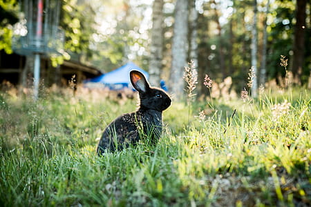 Photo of Black Rabbit thumbnail