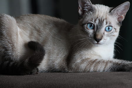 Siamese Cat on Brown Surface thumbnail