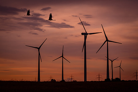 silhouette of two geese flying over the windmills thumbnail