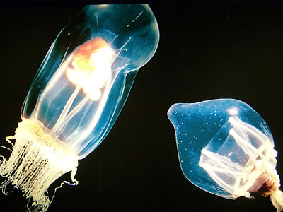 macro photography of two jellyfish thumbnail