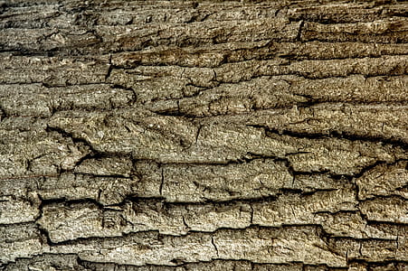 brown tree trunk thumbnail