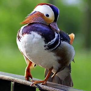 white and purple bird in bokeh photography thumbnail