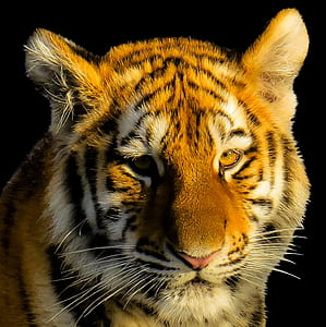 Bengal Tiger thumbnail