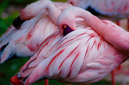 selective focus photo of flamingo thumbnail