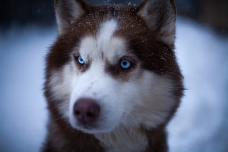 brown and white Siberian husky thumbnail