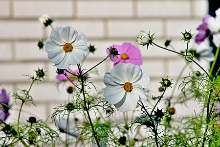 shallow focus photography of white and pink flowers thumbnail
