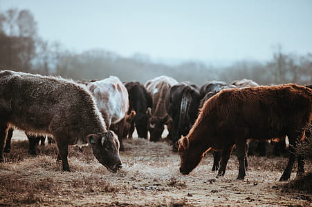 herd of cow on brown grass field thumbnail