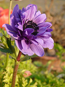 selective focus photography of purple petaled flower thumbnail