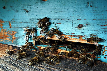hives of bee on blue wall thumbnail