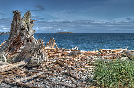 Brown and Gray Tree Near Body of Water thumbnail