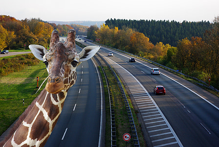giraffe taking selfie with high way road background thumbnail