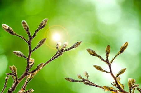 brown flower buds in shallow-focus shot thumbnail