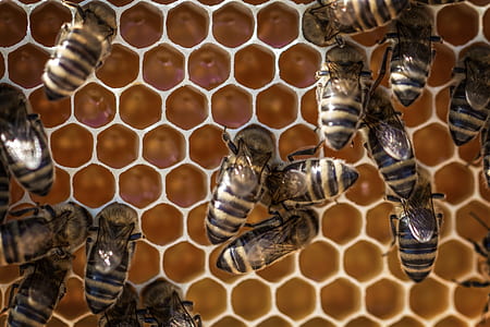herd of cockroaches thumbnail