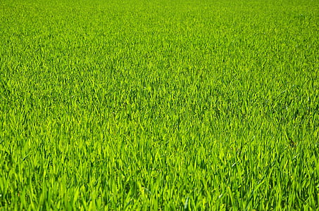 green grass field thumbnail