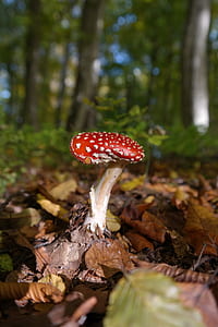 close up photo of red and brown mushroom thumbnail