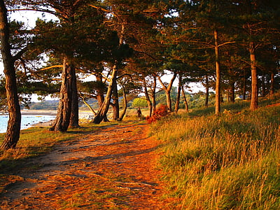 trees and grass during daytime thumbnail