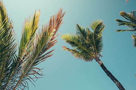 green palm tress under blue sky during daytime thumbnail