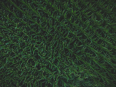 close up photo of green plant field thumbnail