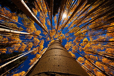 high angle photography of brown trees at daytime thumbnail