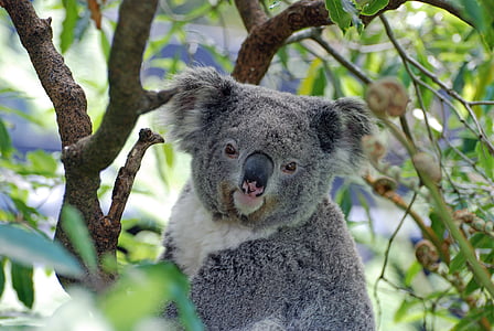 gray and white koala on brown tree branch selective focus photo thumbnail