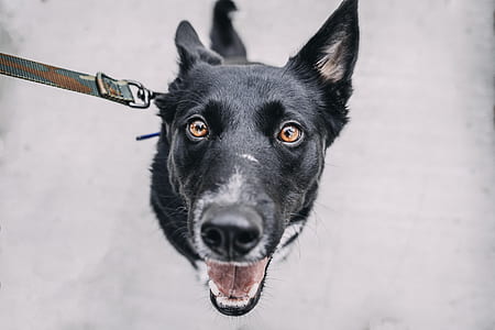 black and white dog with green leash sitting on pavement at daytime thumbnail