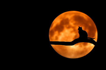 Photography of Cat at Full Moon thumbnail
