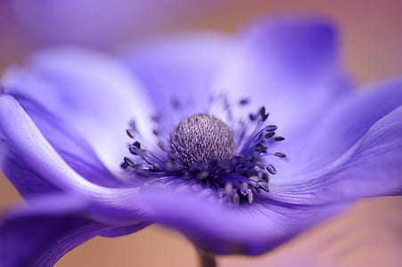 closeup photography of purple petaled flower thumbnail