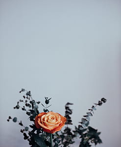 orange rose flower and green button ferns bouquet thumbnail