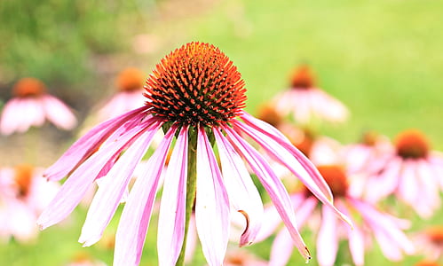 selective photography of pink coneflower thumbnail