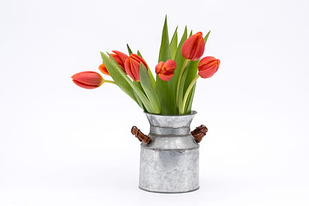 six white tulip flowers in gray vase thumbnail