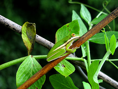 green tree frog on tree branch thumbnail