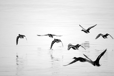 7 black flying birds top of body of water thumbnail