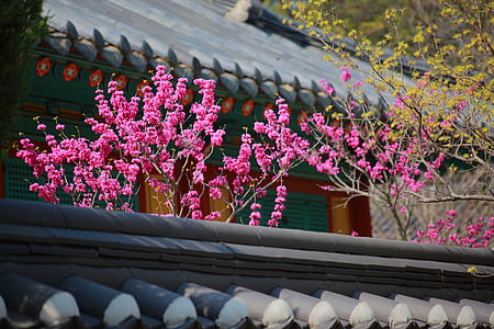 blooming pink flowers thumbnail