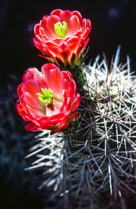 Blooming cactus with two pink flowers thumbnail