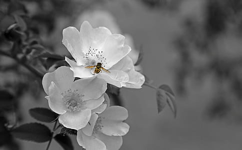 selective color photography of clustered white flowers thumbnail