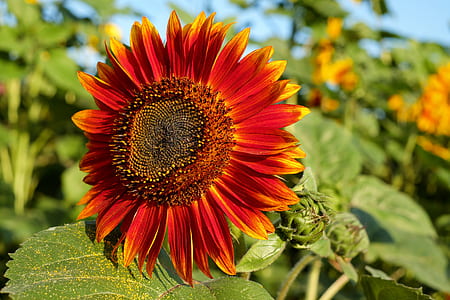 closeup photography of yellow and red sunflower thumbnail