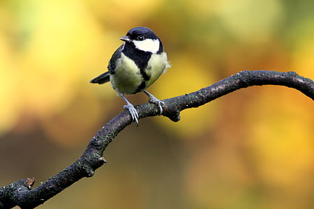 selective focus photography of a small bird perched on the tree thumbnail